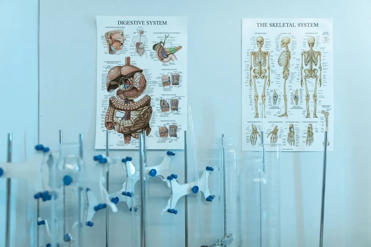 Epigastrik Herni Neden Oluşur?